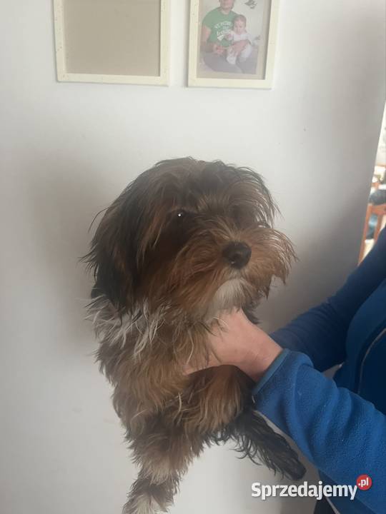 Piesek jork świętokrzyskie Starachowice