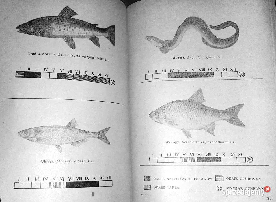 Vademecum wędkarza Z Chojnacki P Głowacki Chełm