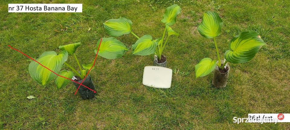 Hosta Stiletto Rabatowe