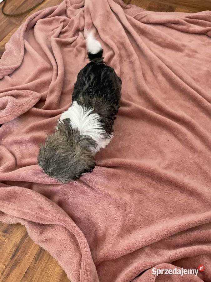 Śliczne szczeniaki Shih Tzu Shih Tzu sprzedam