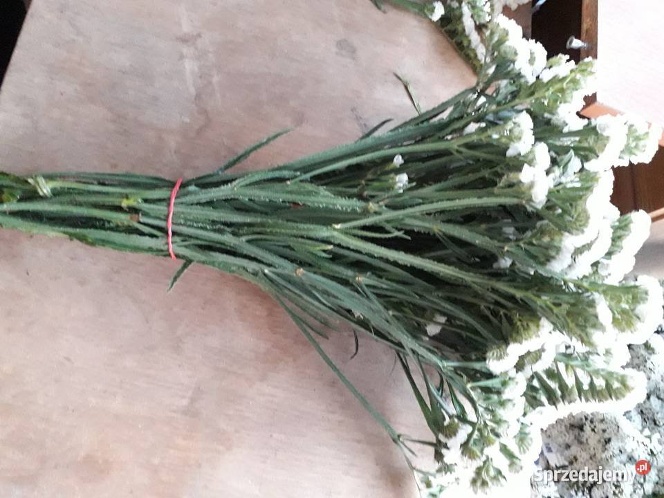 Zatrwian wyrębny świeży suszony biały Łódź