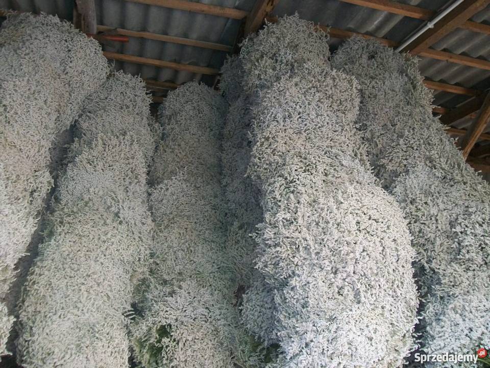 Zatrwian tatarski statycja Ryki