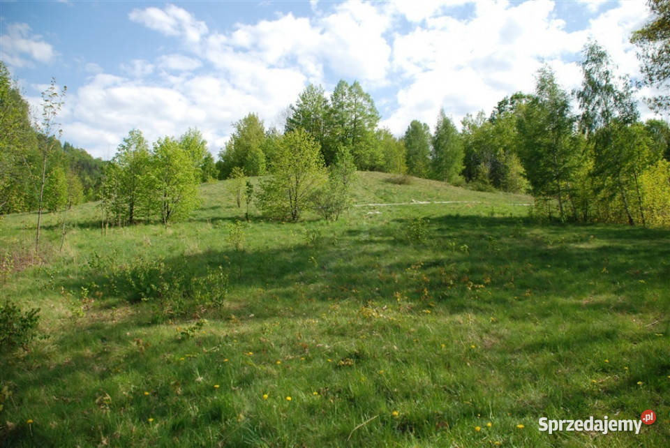 ŚWIETNA DZIAŁKA INWESTYCYJNA SOSNÓWKA Sosnówka