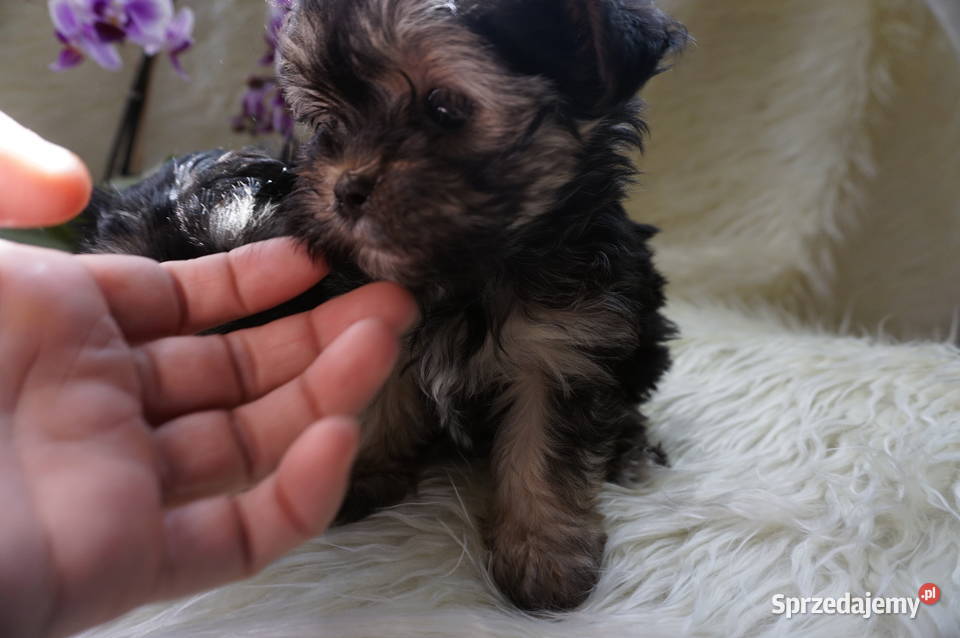 York Maltańczyk Sobótka sprzedam