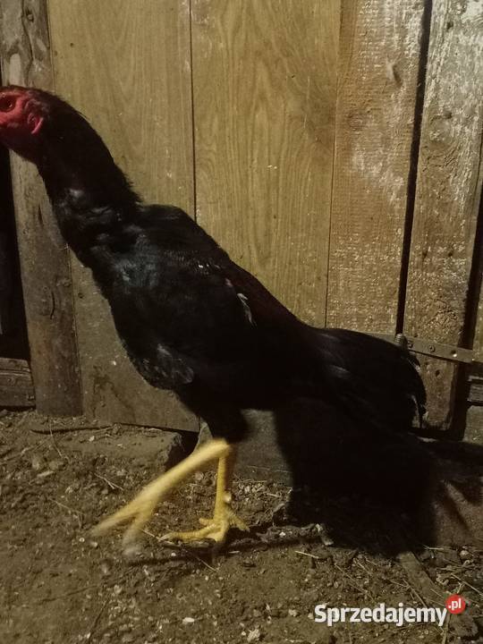 Kury ozdobne bojówce shamo