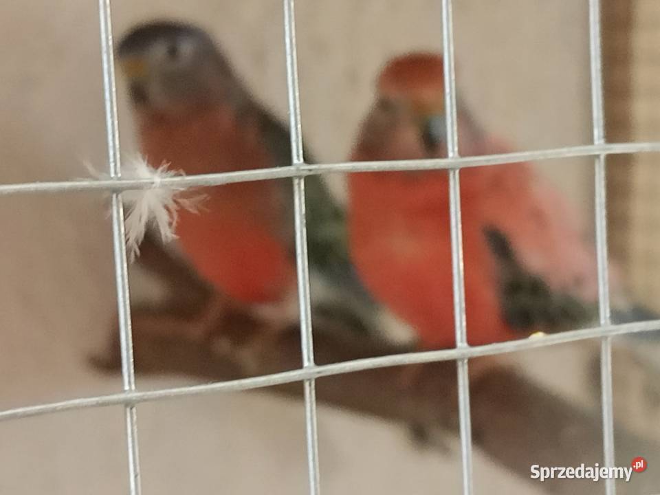 Lilianki papugi Strzelce Opolskie