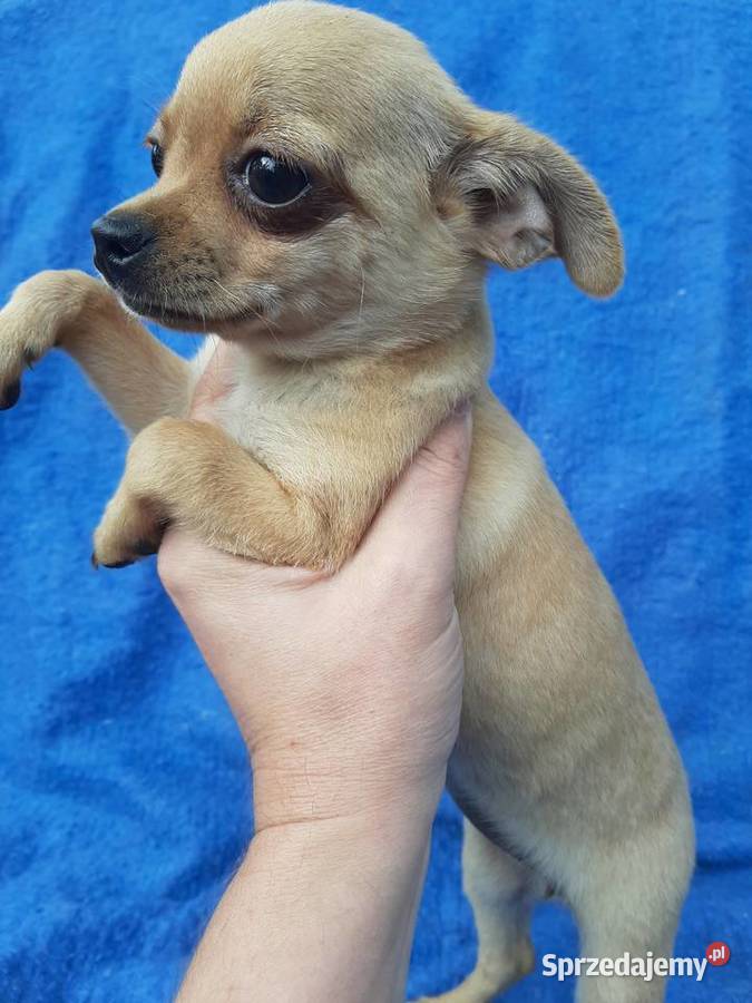 Suczka chihuahua z rodowodem w ręce Leoncin