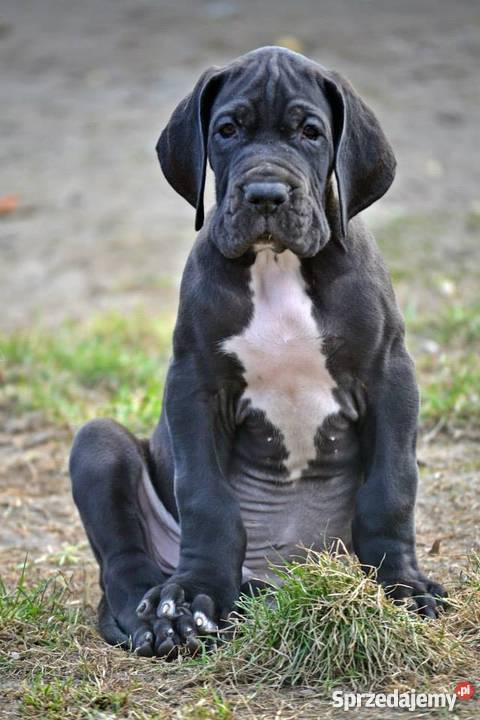 DOG NIEMIECKI szczenięta z rodowodem ZKwP Warszawa sprzedam