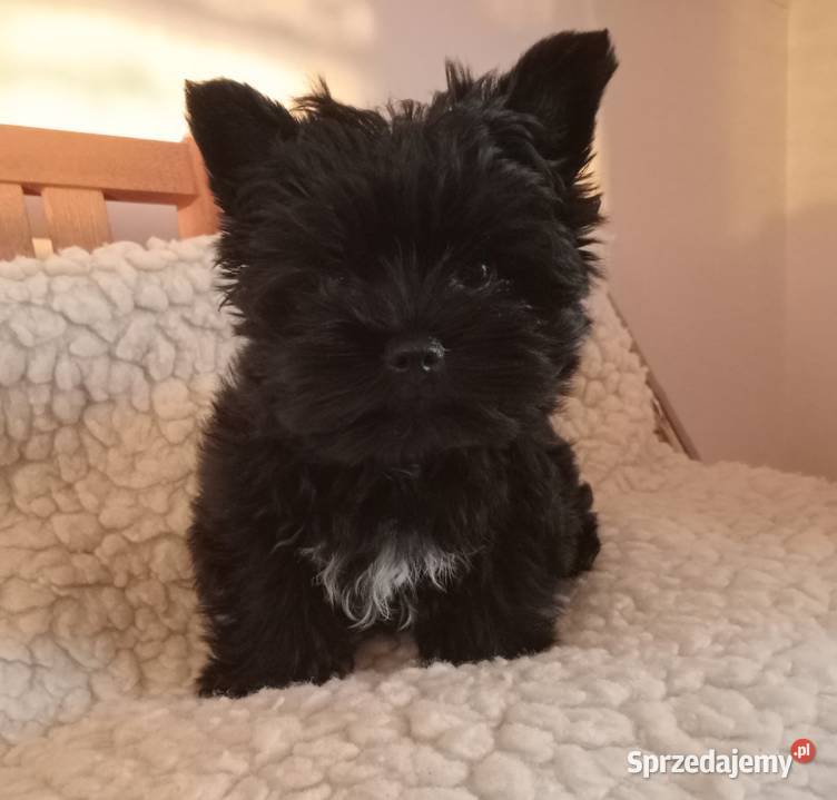 Yorki Yorkshire Terrier piesek chłopak czarny z sprzedam