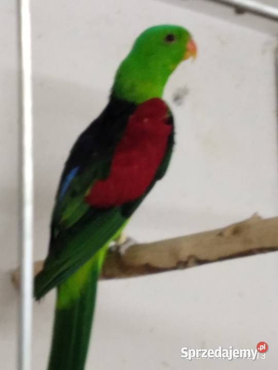 Sprzedam papugi czerwono skrzydłe śląskie