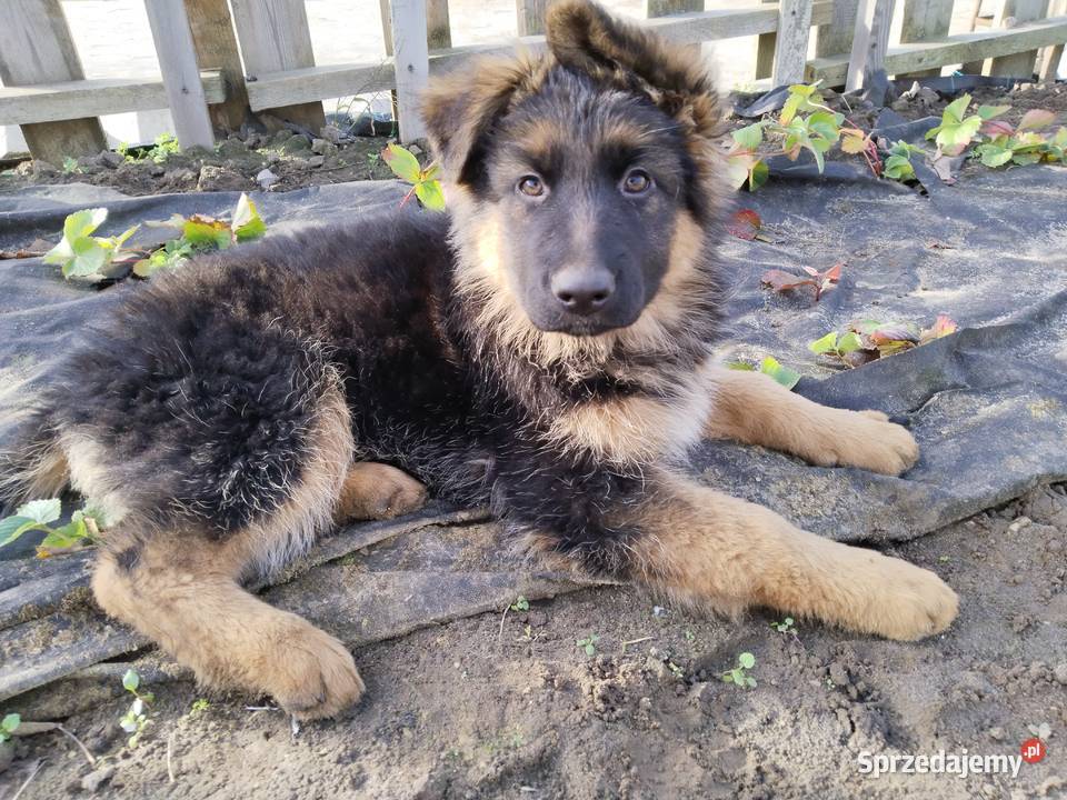 Owczarek niemiecki długowłosy wielkopolskie Osieczna