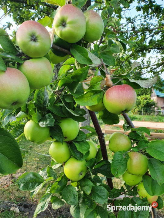 Działka ROD Mickiewicza asfalt Sprzedaż Białystok sprzedam