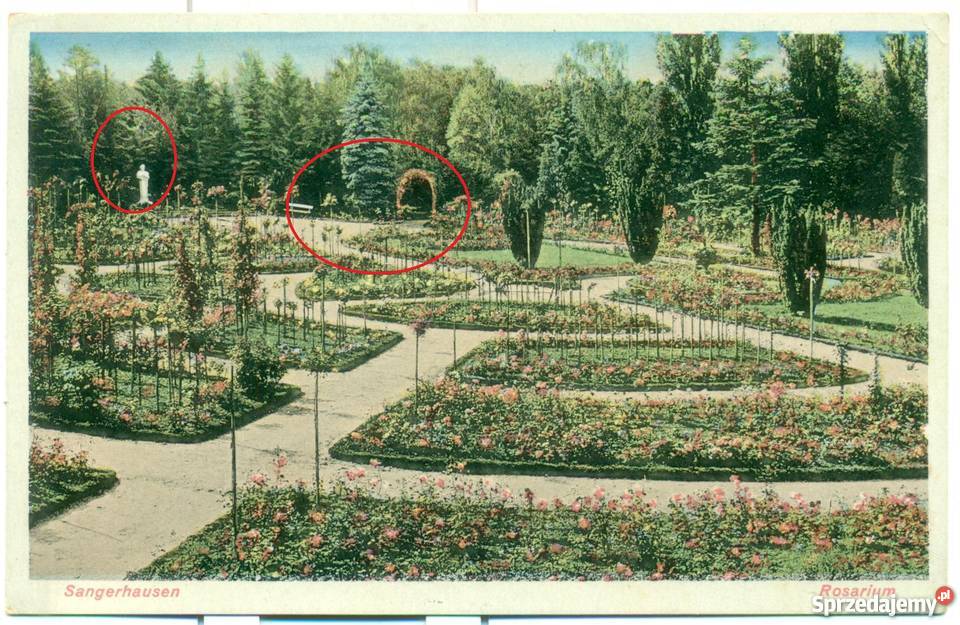 Sangerhausen Rosarium Postkarte Ostrów Wielkopolski