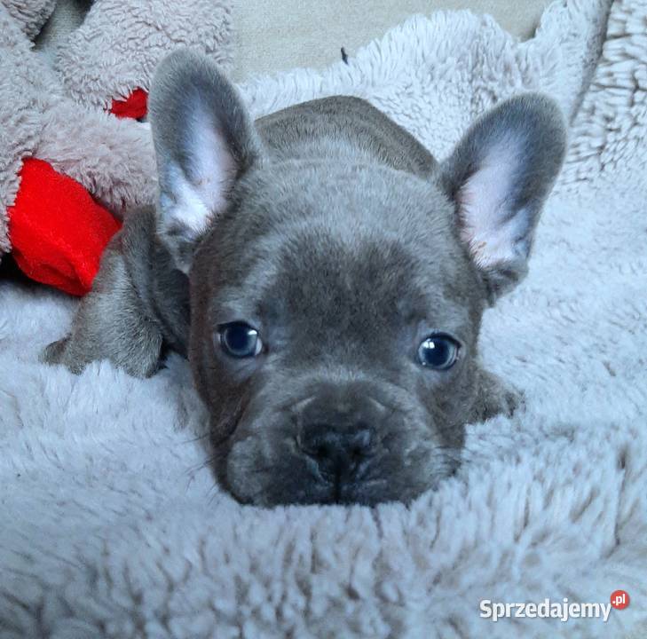 Buldogi francuskie szczenieta Pabianice