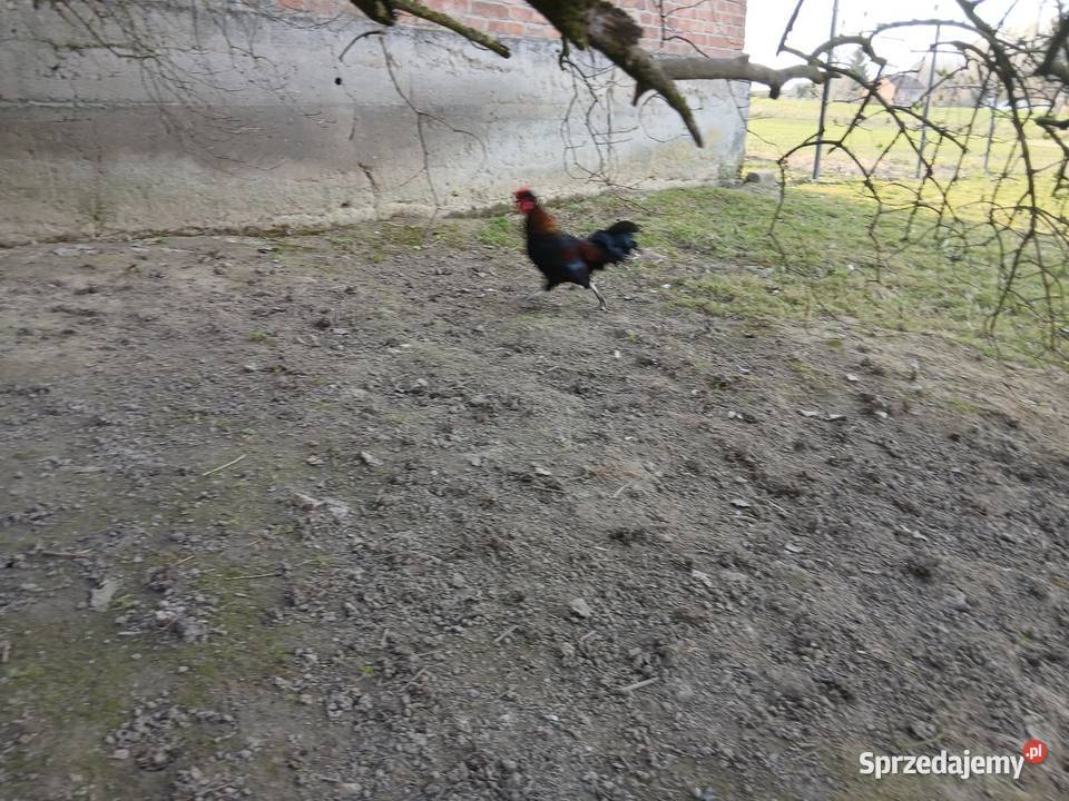 Kogutki liliputki małe I średnie zielononozki Czarnocin sprzedam