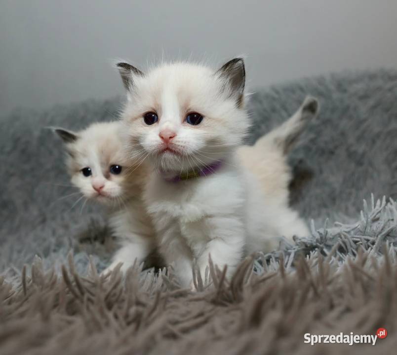 Ragdoll dwaj bracia bicolor Piorunówek sprzedam