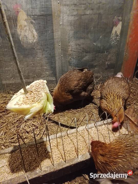 Zielononozki kurki nioski Lubiszyn sprzedam
