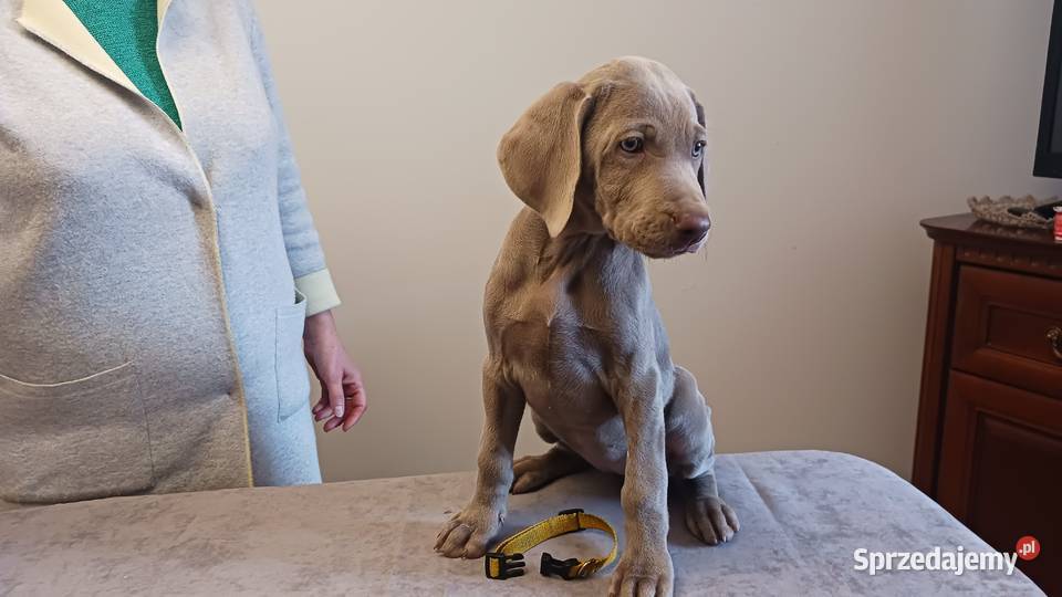Wyżeł weimarski szczenięta rodowodowe ZKwPFCI lubelskie Puławy