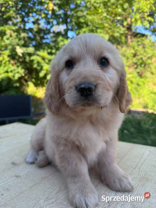 Golden Retriever szczeniaki Dębica