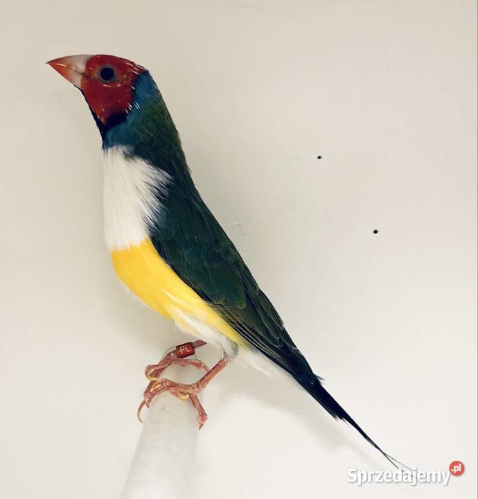 Amadyna wspaniała samiec 2024 r