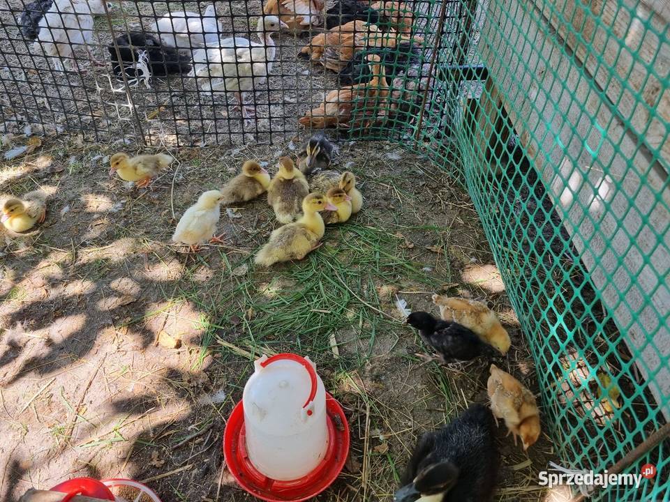 Sprzedam kurczaki i kaczki Garwolin