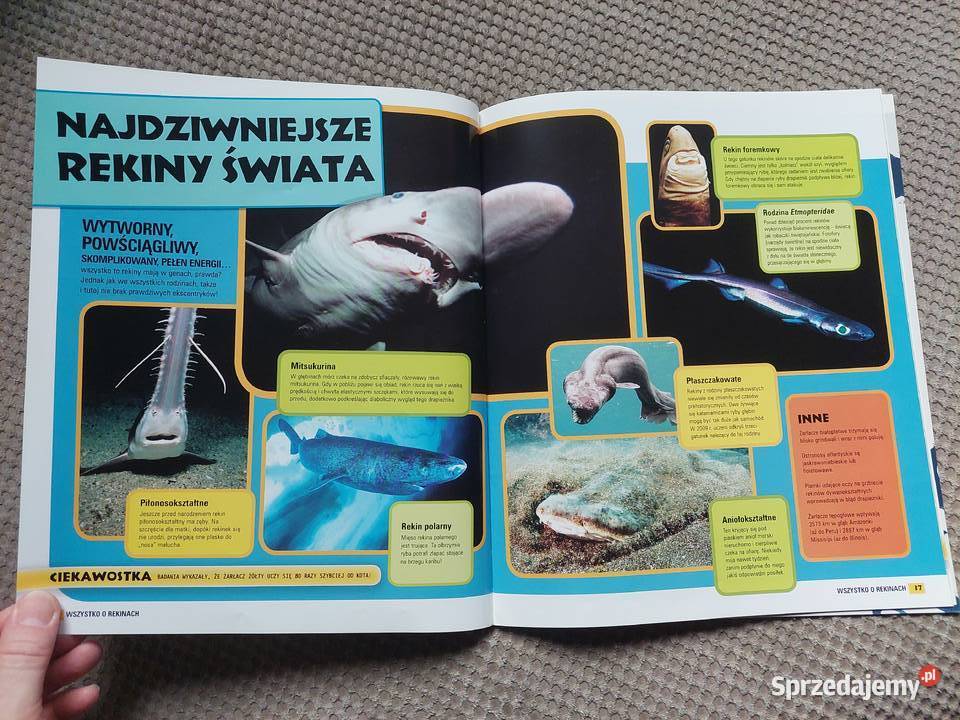 National Geographic Kids Wszystko o rekinach Rok wydania 2011 małopolskie
