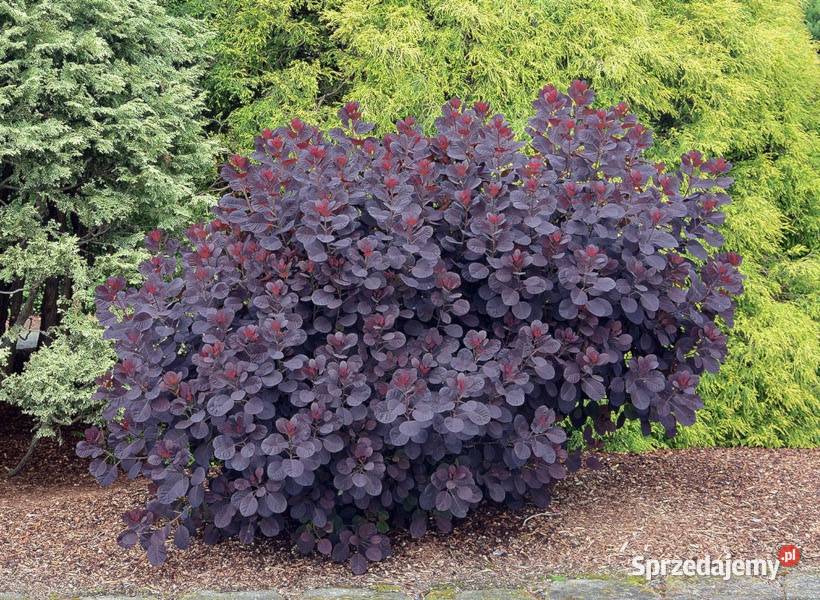 PERUKOWIEC PODOLSKI Royal Purple sadzonki w Liściaste