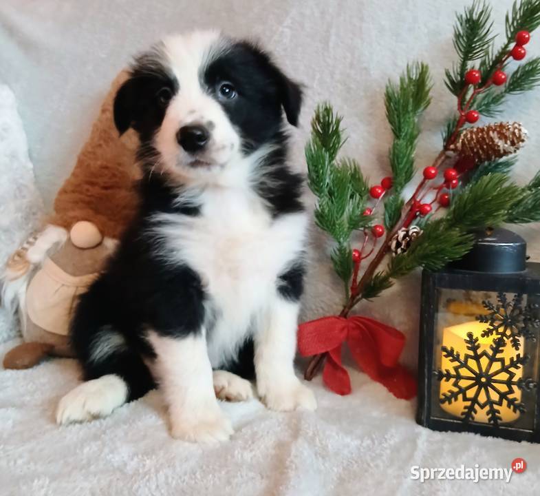 Border collie suczki kujawsko-pomorskie Grudziądz sprzedam