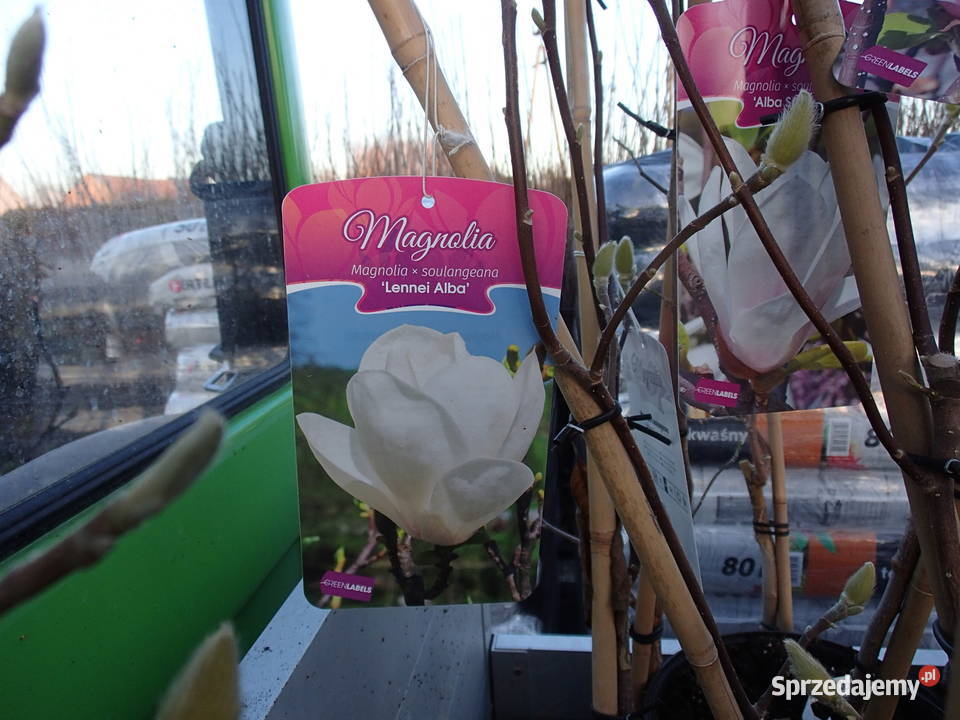 Magnolie szczepione w odmianach Tarnów