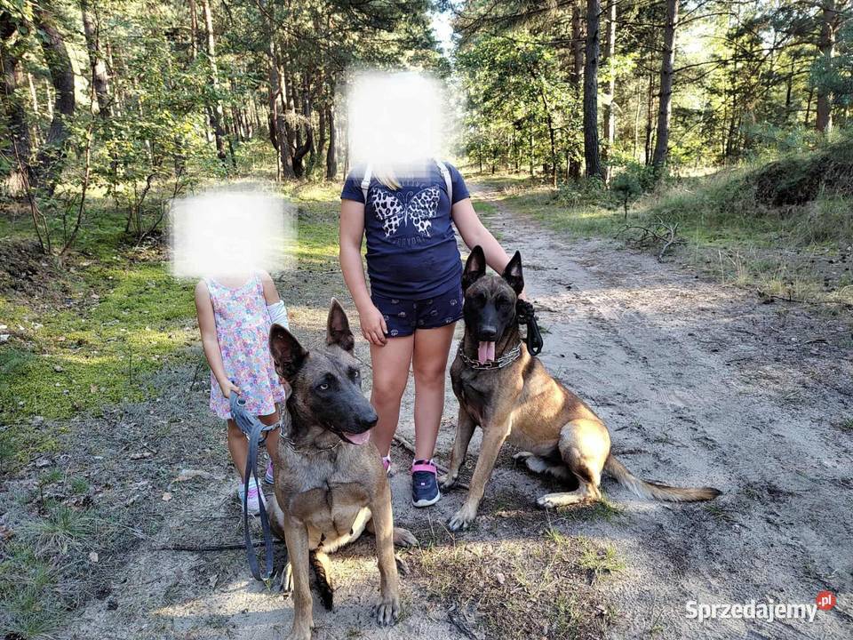 Owczarek Belgijski Malinois Szczeniaki Częstochowa