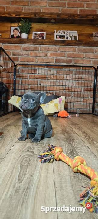 Buldog francuski liliowa sunia Targanice sprzedam