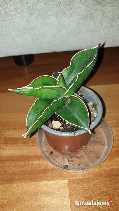 Sansewieria samuraj najprawdopodobniej Warszawa