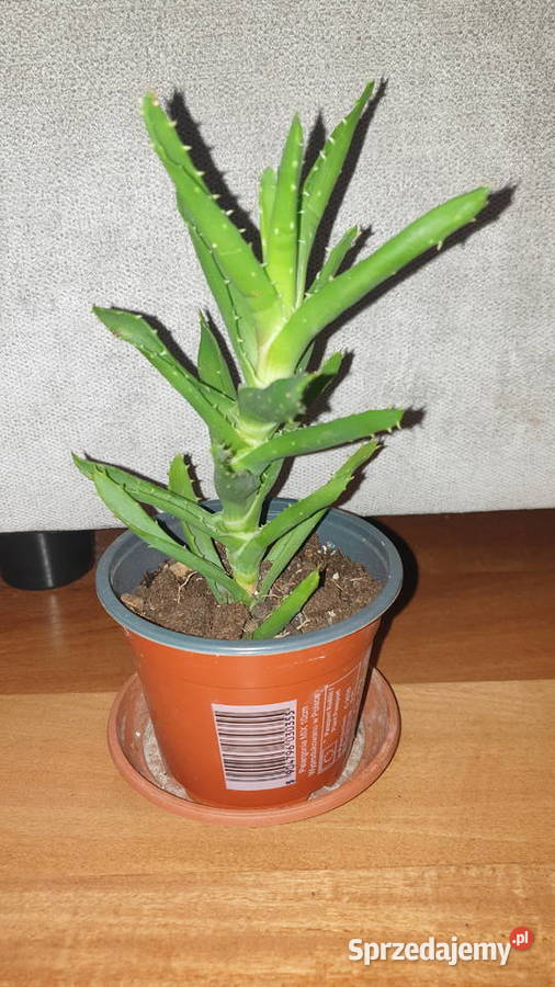 Aloes zielony wysokość 22 3 sprzedam