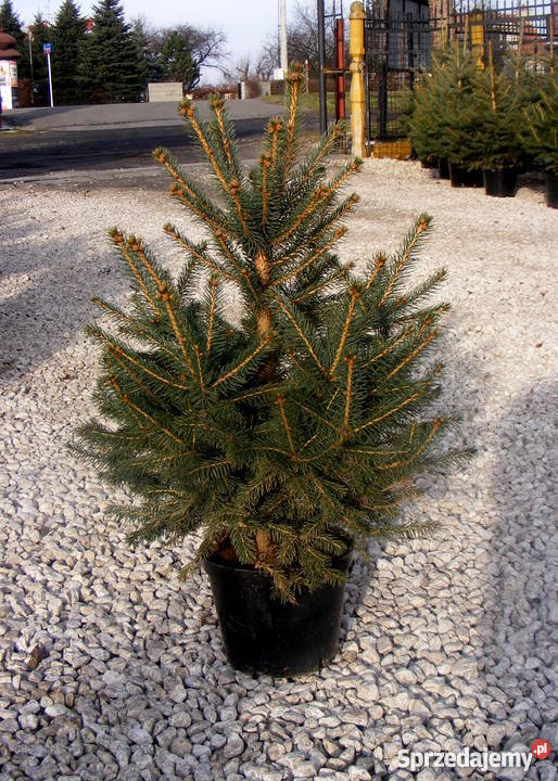 Choinki Świąteczne Rzeszów