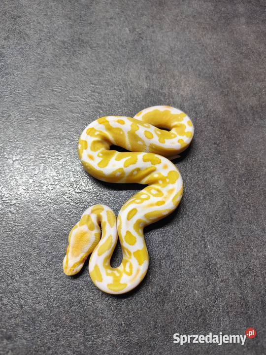 Pytony Królewskie Albino mazowieckie Pruszków sprzedam
