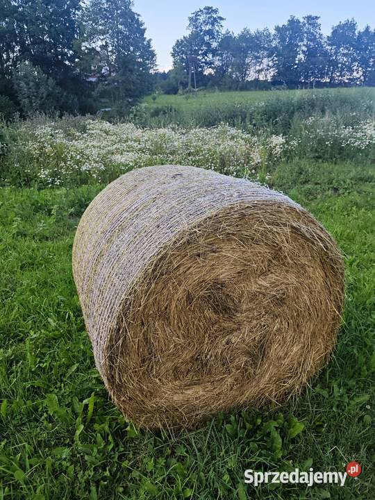 Siano bele z 1 pokosu Olecko