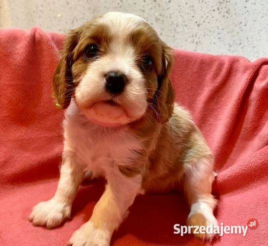 Szczenięta Cavalier King Charles pies i suczka Łódź