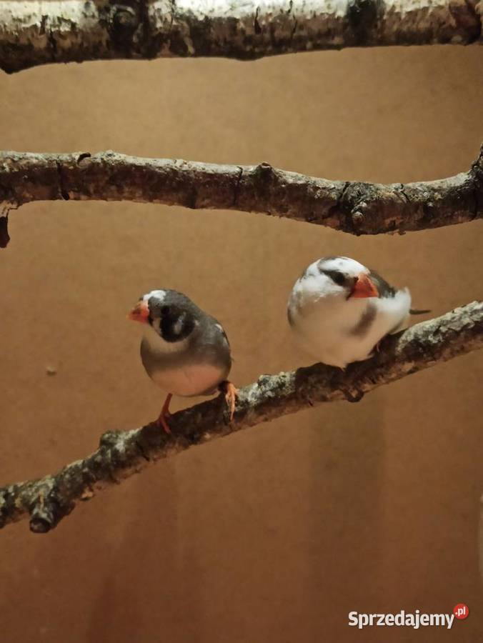 Młode zeberki Poznań