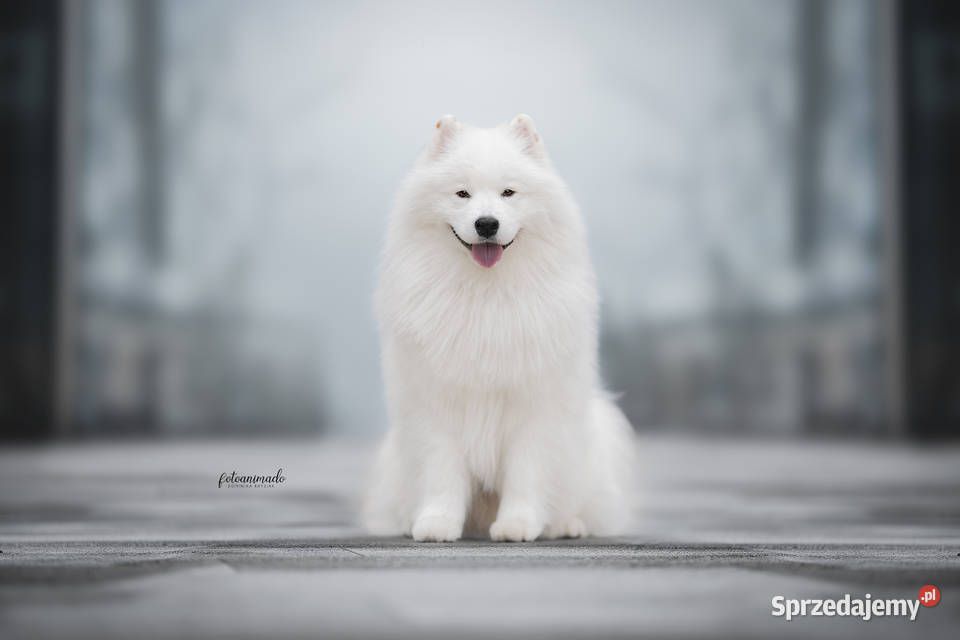 Szczeniaczki rodowodowe SAMOYED FCI ZKwP
