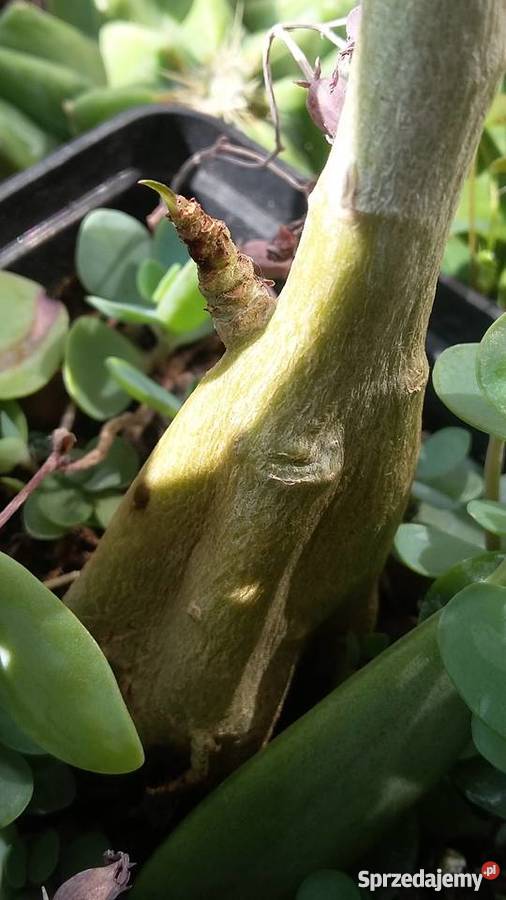 Kwiat doniczkowy Adenium Obesum mazowieckie Warszawa