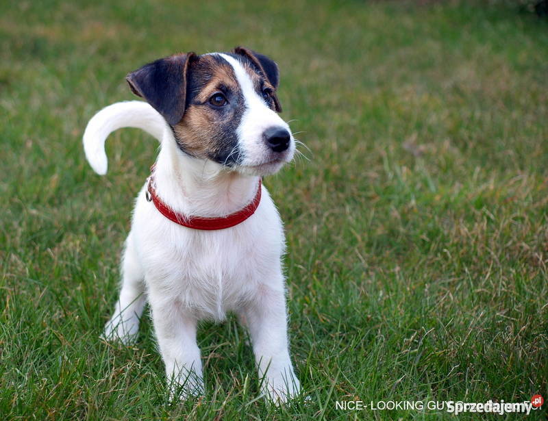 Jack Russell Terrier piesek tricolor Championie Psy łódzkie Łódź sprzedam