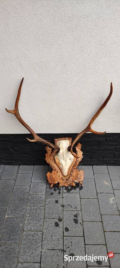 Poroże jelenia Brzóza Królewska