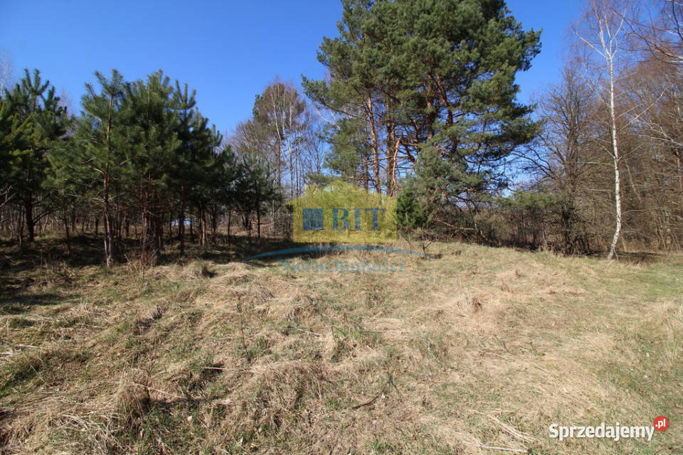 Działka 3002m2 w pięknym miejscu Sprzedaż Dąbrowica sprzedam