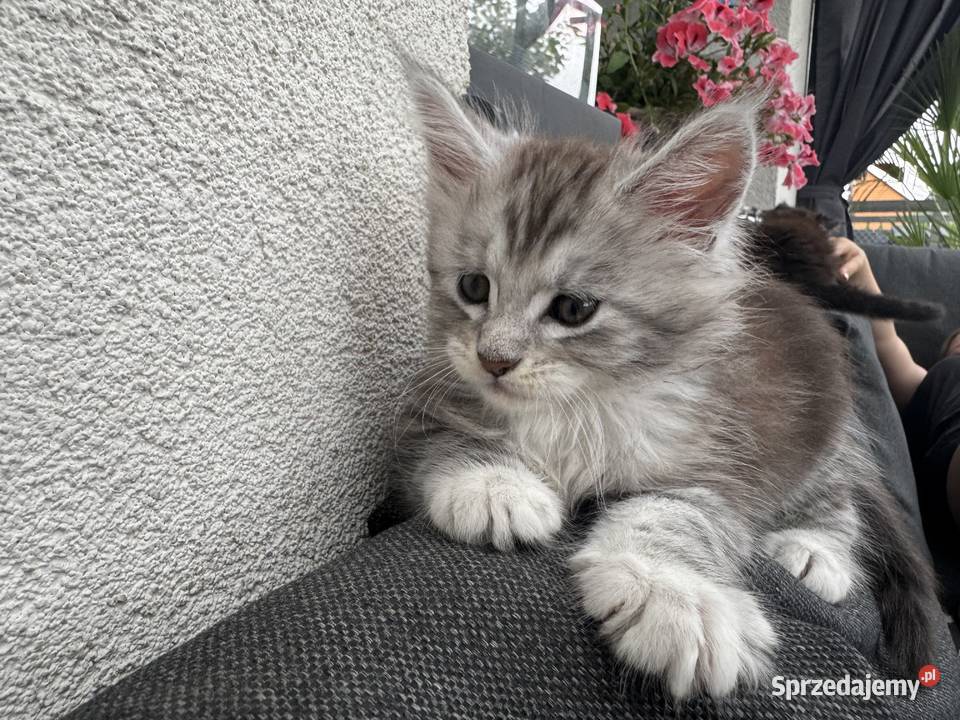 Apollo kocurek Maine Coon Nowa Wieś Lęborska
