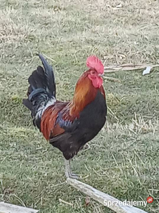 Kogut zielononóżki Giżycko