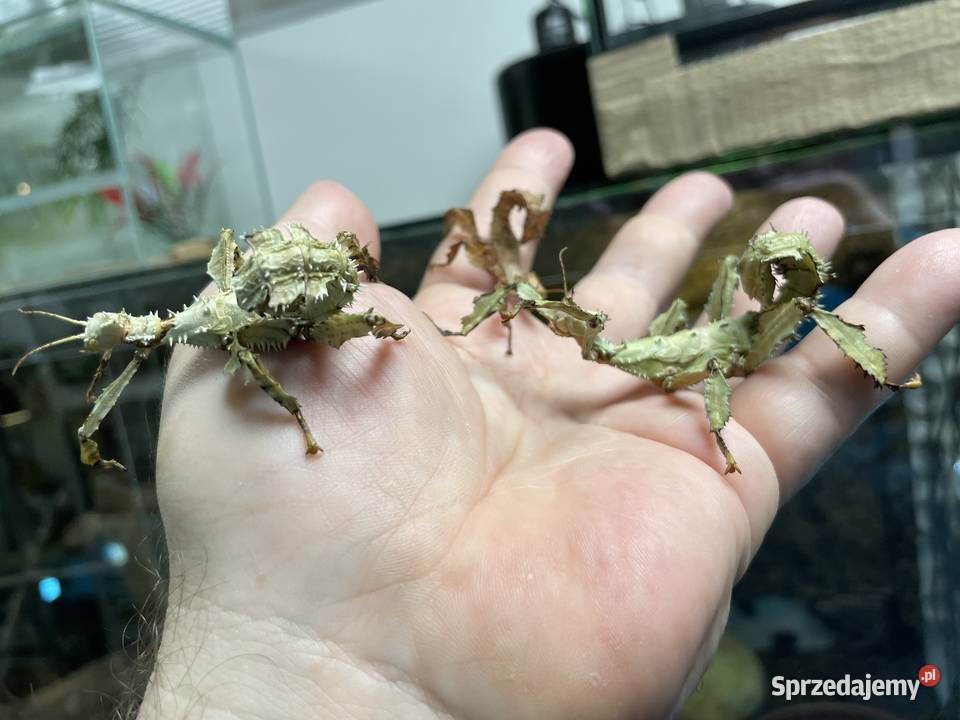 straszyki australijskie w Gliwicach Gliwice