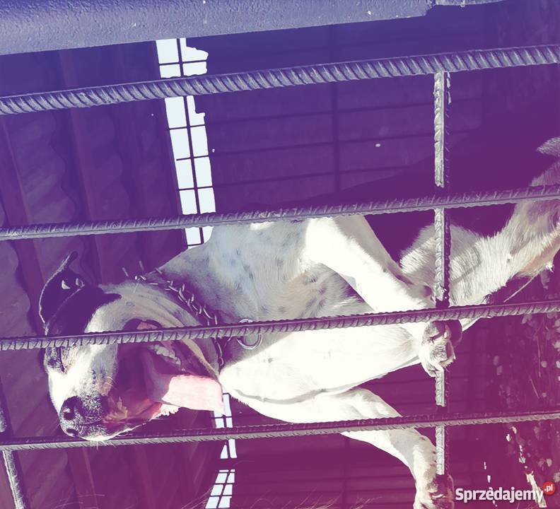 Oddam szczeniaki amstaff