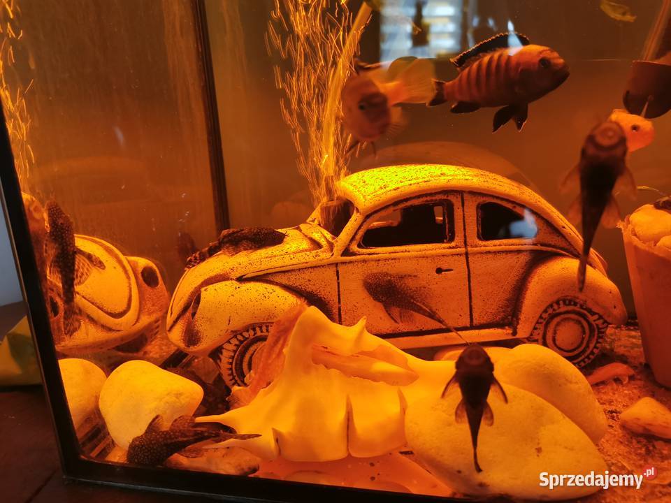 Ryby Rybki Akwariowe Akwaryjne Glonojady Ryby