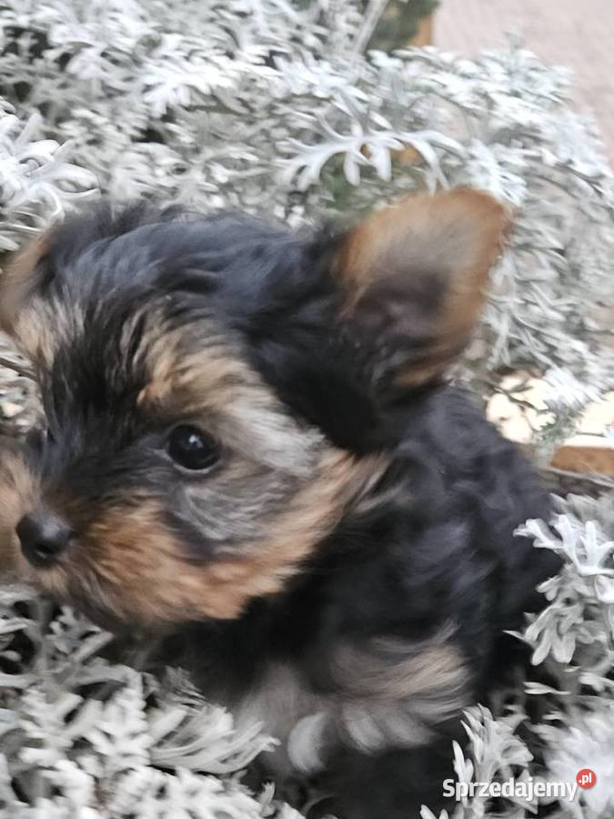 Yorkshire Terrier pies pomorskie Somonino