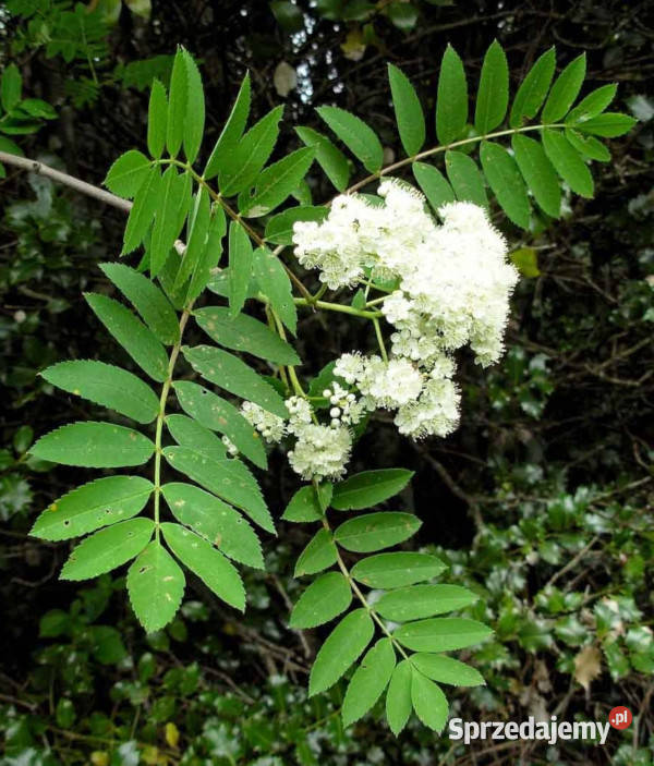 JARZĄB POSPOLITY Sorbus aucuparia NASIONA 500 Lubanie